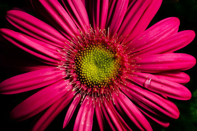 Close-up of pink daisy flower against black background