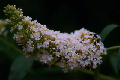 Close-up of white flowering plant