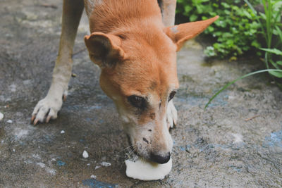 High angle view of dog eating food