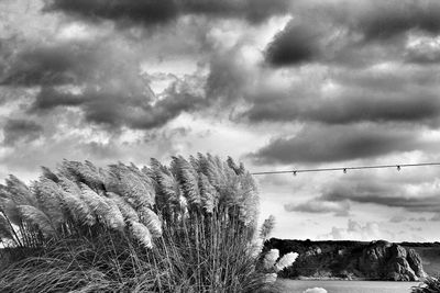 Plants on landscape against sky