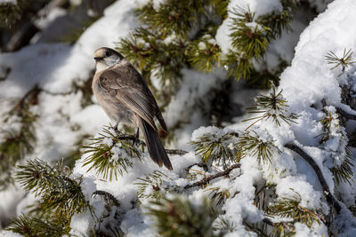 Bird perching on snow covered tree
