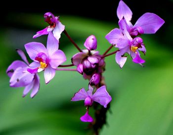 Close-up of pink flowers growing outdoors