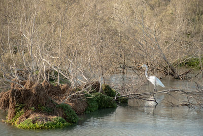 Flamingoes in ras al khor wildlife sanctuary, ramsar site, flamingo hide2, dubai, uae