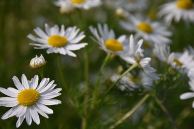 Close-up of white daisy flowers on field