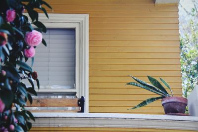 Close-up of flower against house