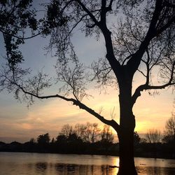 Silhouette bare tree by lake against sky during sunset