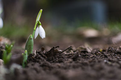 Beautiful snowdrop flower in the garden in early spring