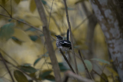 Close-up of insect on plant