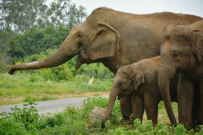 Elephant by tree against sky