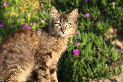 Portrait of tabby cat