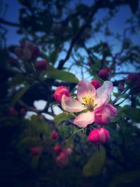 Close-up of pink flowers blooming on tree