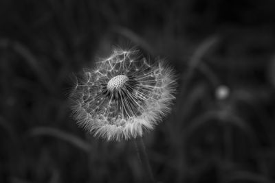 Close-up of dandelion flower