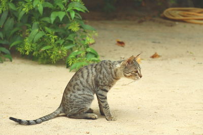Cat looking away