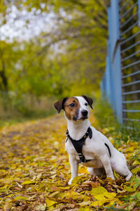 Dog looking away while standing on land