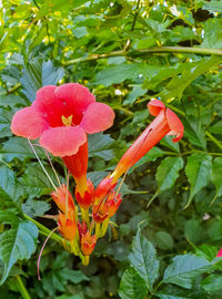 Close-up of red rose flower