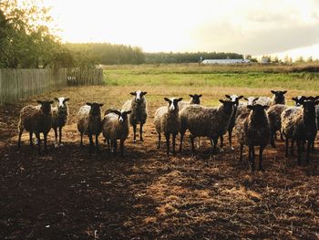 Flock of sheep on field