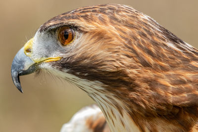 Close-up of hawk