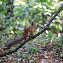 Squirrel on a tree