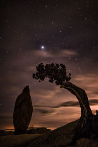 Tree by rock formation at joshua tree national park against starry sky