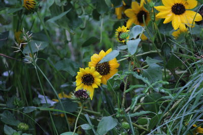 Close-up of yellow flowering plant