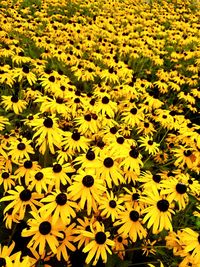 Full frame of yellow flowers