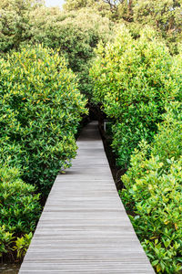 Boardwalk amidst plants