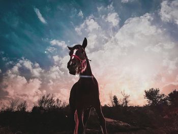 Low angle view of horse standing against cloudy sky during sunset