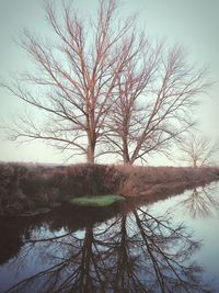 Bare tree by lake against sky