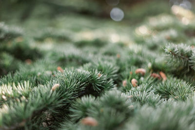 Spruce pine cedar fir fluffy branches with green needles prickles close-up