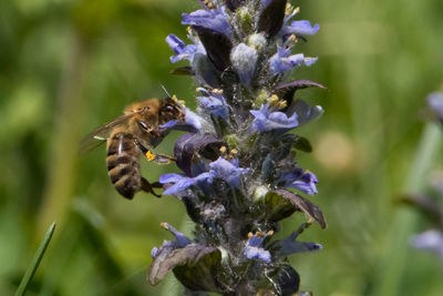 Close-up of bee pollinating on purple flower