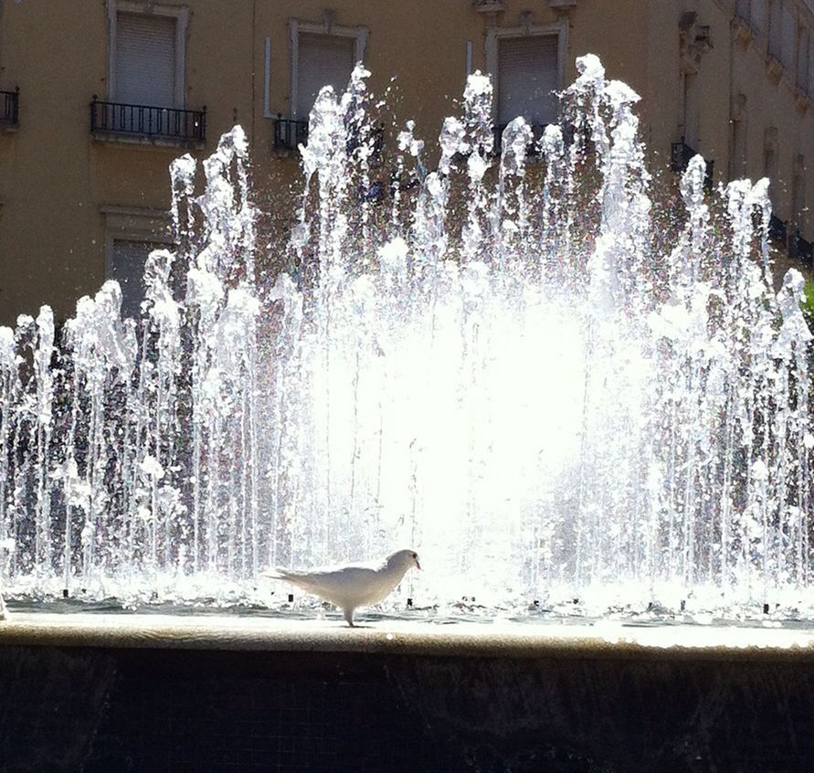 water, fountain, motion, tree, winter, cold temperature, splashing, season, spraying, nature, snow, animal themes, built structure, day, architecture, white color, outdoors, building exterior, reflection, no people