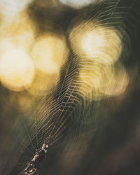 Close-up of spider on web