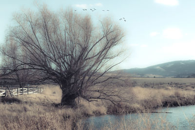 Bare tree on field by lake against sky