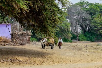 Shot of man walking with donkey with carrier