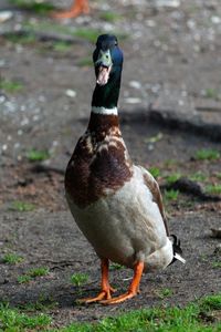 Close-up of a bird on field