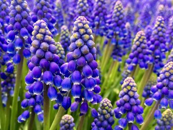 Close-up of purple flowering plants