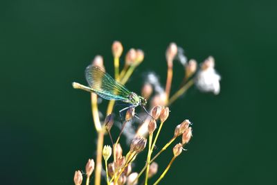 Close-up of dragonfly  on leaf against dark background