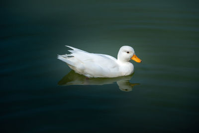 Close-up of duck swimming in lake