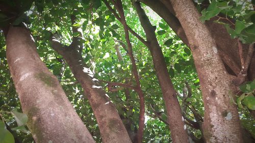 Trees in park