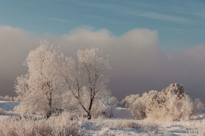 Bare trees on snow covered field against sky