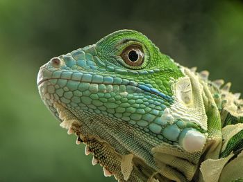 Close-up of lizard