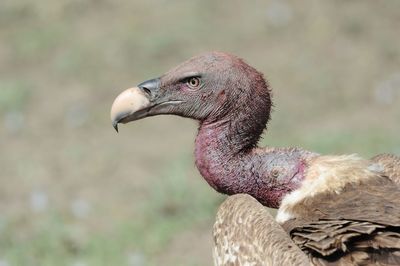 Close-up of a bird looking away, vulture in serengeti, tanzania.