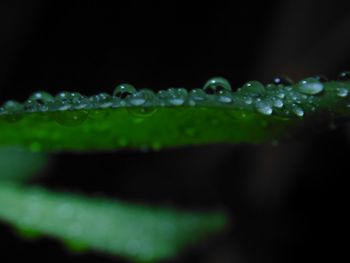 Close-up of water drops on leaf