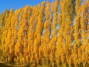 Full frame shot of autumn trees