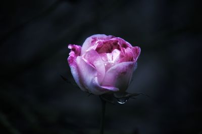 Close-up of pink rose