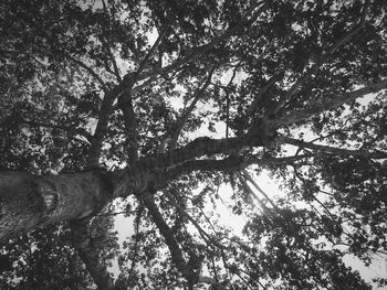 Low angle view of trees