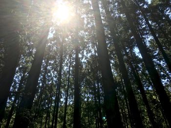 Low angle view of trees against sky
