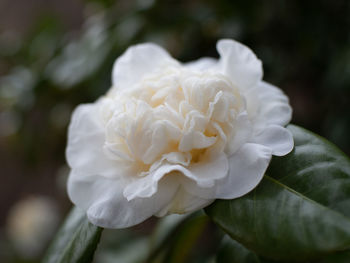 Close-up of white rose