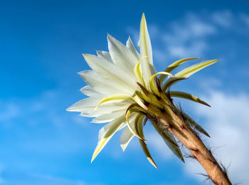 White color delicate petal with fluffy hairy of echinopsis cactus flower in blue sky background