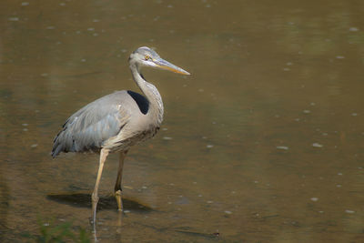 Bird perching on a lake